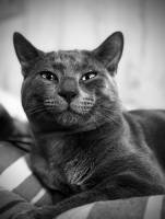 Nicolas MORESCO - RESTONS FOCUS