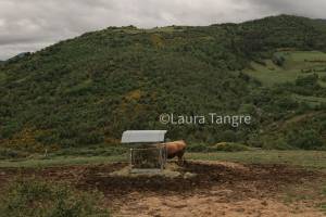 Laura TANGRE - LAURA TANGRE